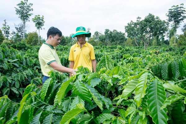 Chương trình nông dân trải nghiệm NPK Cà Mau - Công nghệ Polyphosphate: Tìm giải pháp dinh dưỡng hiệu quả cho cây cà phê mùa khô khu vực Tây Nguyên
