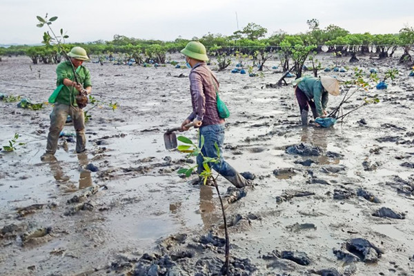 Quảng Ninh: Sinh kế dưới tán rừng ngập mặn