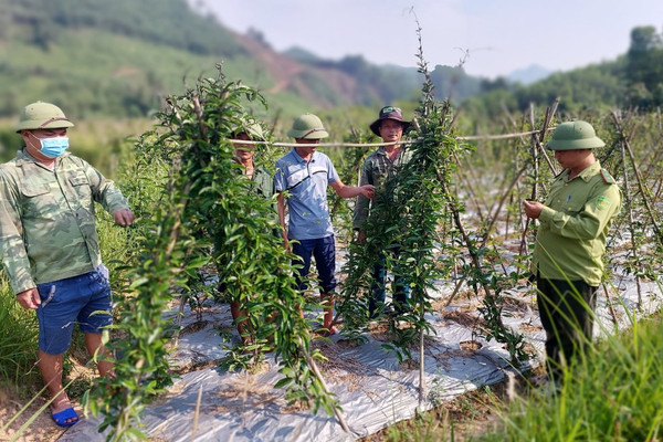 Quảng Ninh: Phát huy nguồn lực đất đai tạo sinh kế cho đồng bào DTTS