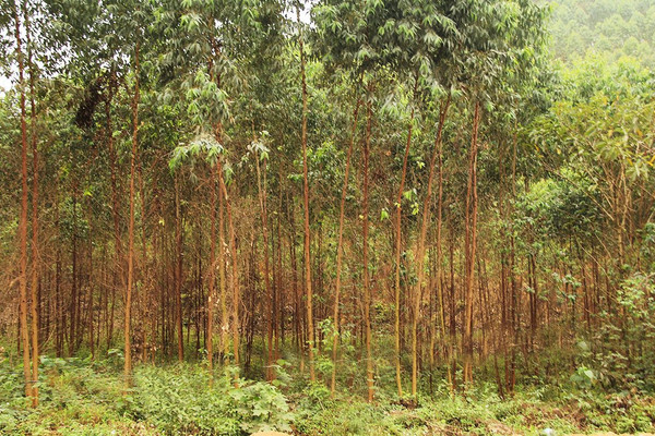 Bắc Giang: Tăng cường công tác quản lý nhà nước về rừng và đất lâm nghiệp