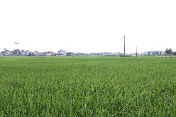 Bắc Giang: Thực hiện chuyển đổi 671,9 ha cơ cấu cây trồng trên đất trồng lúa