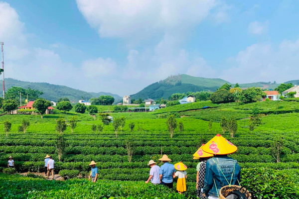 Tân Cương: Phát triển du lịch cộng đồng gắn với văn hoá trà