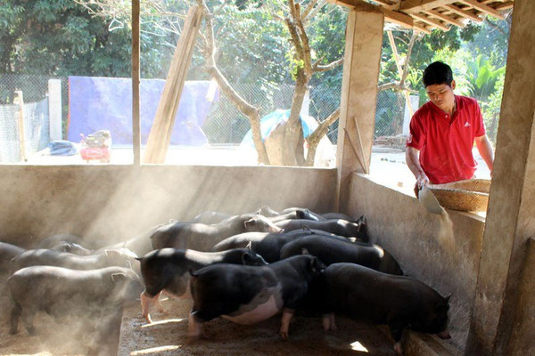 Nông dân Điện Biên bảo vệ môi trường trong chăn nuôi