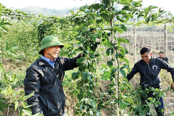 Chanh leo, cây giảm nghèo ở Phong Thổ (Lai Châu)