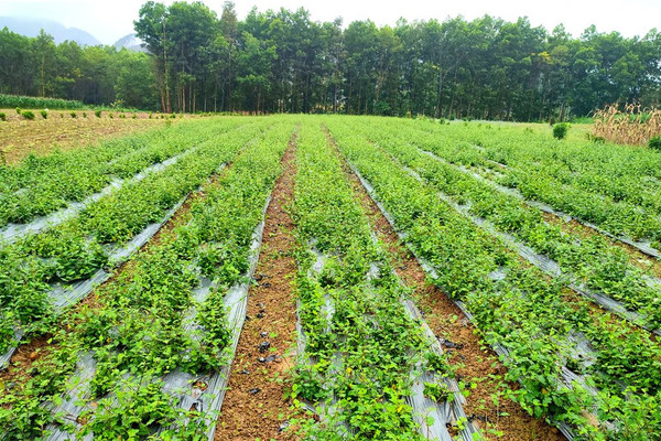 Tuyên Quang: Nâng cao đời sống nhờ trồng cây dược liệu