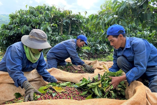 Đắk Nông: Nỗ lực cấp đất ở, đất sản xuất cho người dân tộc thiểu số