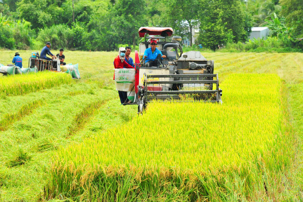 Mở rộng đối tượng nhận chuyển nhượng quyền sử dụng đất trồng lúa