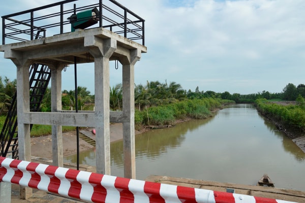 Bến Tre: Hạn mặn làm thiệt hại hàng trăm ha cây trồng