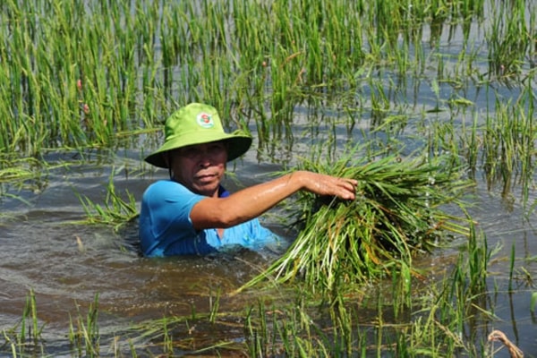 Bảo hiểm cho nông dân trước rủi ro khí hậu