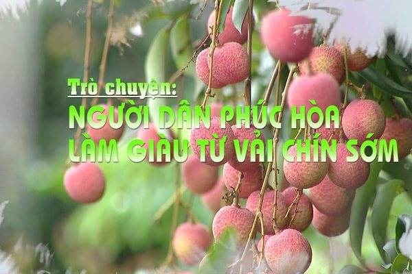 Trò chuyện: Người dân Phúc Hòa làm giàu từ vải sớm