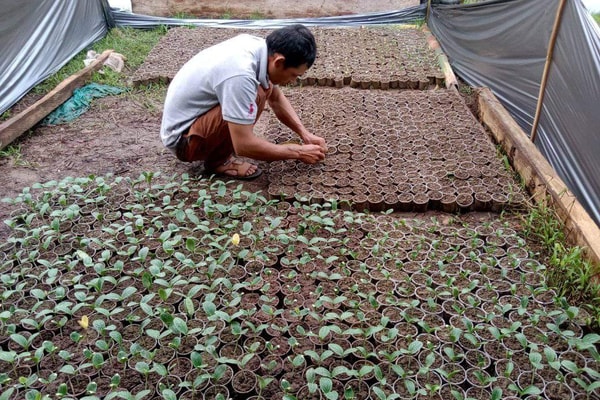 Nậm Pồ: Ứng dụng công nghệ cao trong sản xuất nông nghiệp