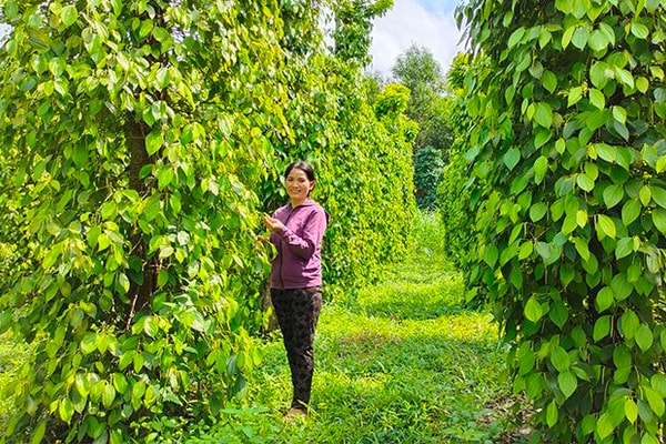 Bình Định: Hỗ trợ huyện nghèo thoát khỏi tình trạng đặc biệt khó khăn