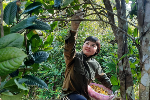 Trà hoa vàng… cây làm giàu ở Ba Chẽ