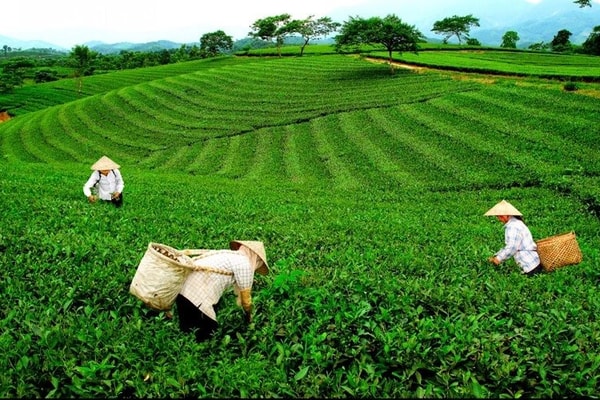 Đại Từ (Thái Nguyên): Mở cơ hội thoát nghèo nhờ trồng chè VietGap