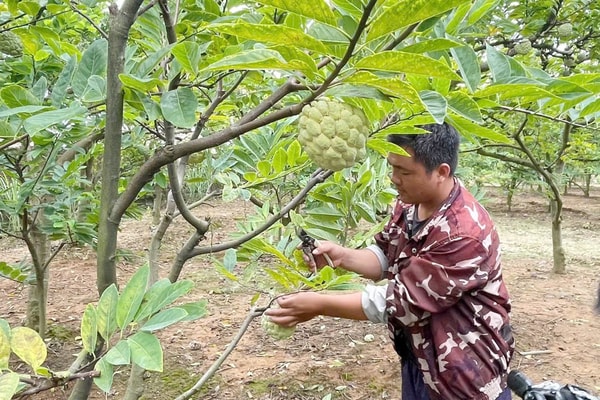 TX.Đông Triều (Quảng Ninh): Phát triển cây ăn quả tạo sinh kế cho người dân