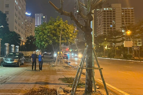 Chưa đầy 1 ngày sau khi "trả lời phỏng vấn" người yêu cây: Cây sấu đã được trồng lại