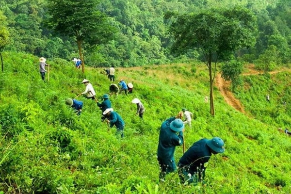 Nghệ An: Chỉ đạo thực hiện chính sách trả dịch vụ môi trường rừng và trồng rừng thay thế