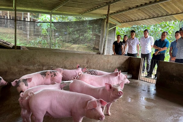 Yên Bái: Tạo sinh kế bền vững giúp người dân thoát nghèo