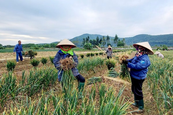 Hải Dương: “Thủ phủ” hành, tỏi lớn nhất miền Bắc vào vụ