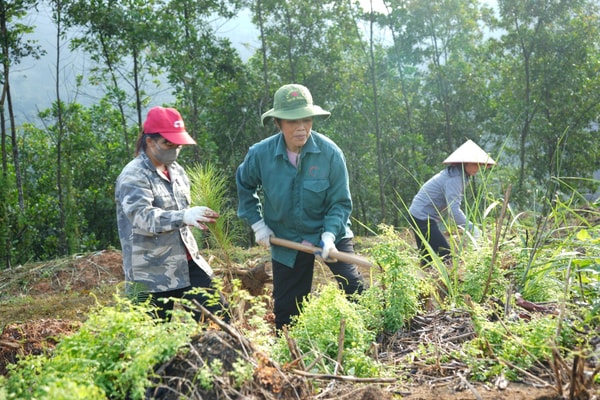 Yên Bái: Phục hồi lâm nghiệp sau bão số 3