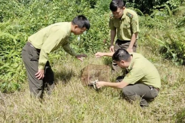 Nghệ An: Thả cá thể Cầy Vòi hương về tự nhiên tại Khu BTTN Pù Hoạt