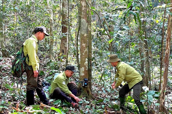 Quảng Nam: Giữ lại dấu chân Sao La - "Kỳ lân châu Á"