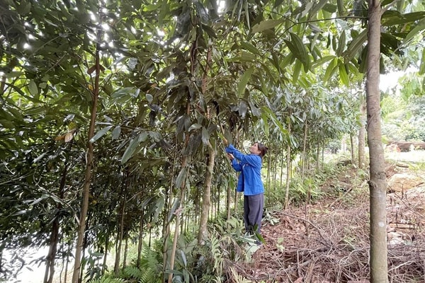 Bảo Yên (Lào Cai): Đồng bộ nhiều giải pháp trong giảm nghèo