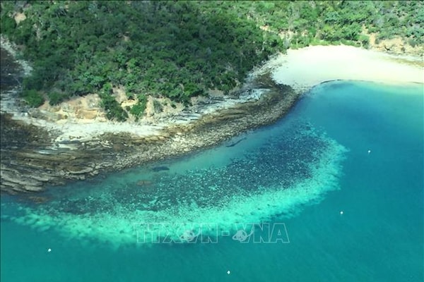 Rạn san hô Great Barrier đối mặt với tình trạng san hô chết hàng loạt tệ nhất trong lịch sử