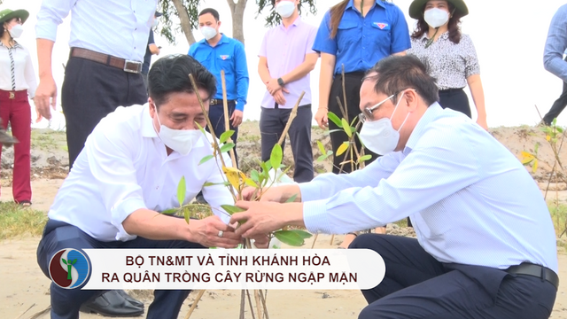 Bộ TN&MT và tỉnh Khánh Hòa ra quân trồng cây rừng ngập mặn
