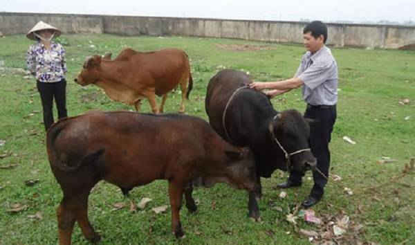 Hà Nội: Hiệu quả kinh tế cao từ chăn nuôi bò siêu thịt BBB