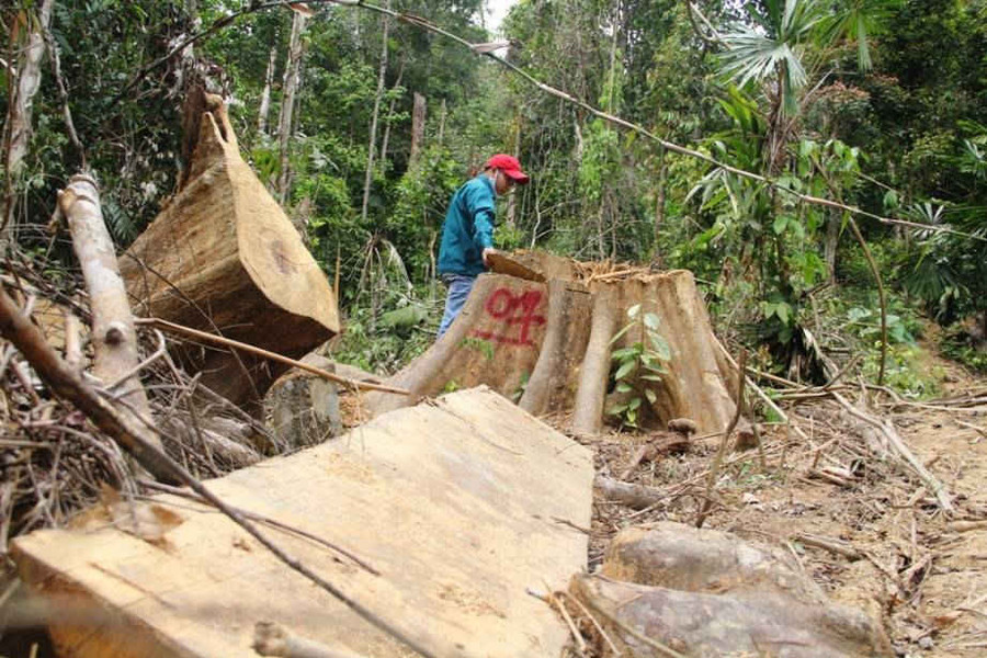 5 đối tượng khai nhận phá rừng phòng hộ Sông Kôn