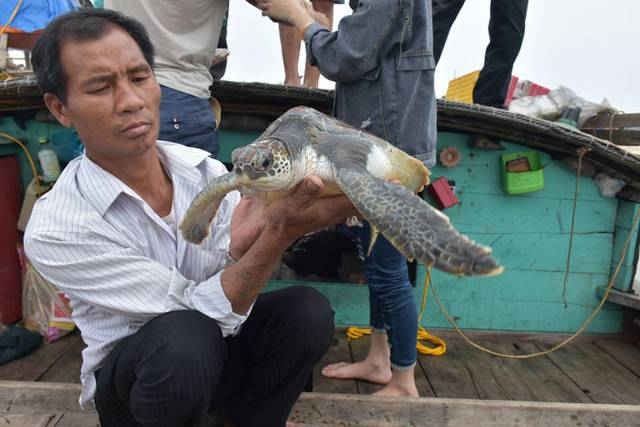 Hà Tĩnh: Từ chối bán đồi mồi tiền triệu để thả về biển