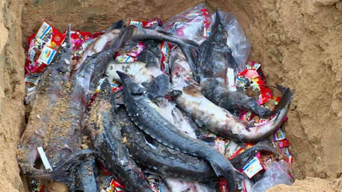 Lào Cai: Tiêu hủy nhiều kg chân gà và cá tầm đông lạnh không rõ nguồn gốc