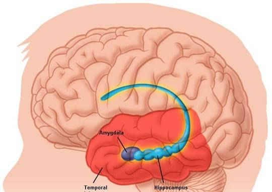 Hà Nội: Cô gái 15 tuổi bị nhiễm vi khuẩn 'ăn não'