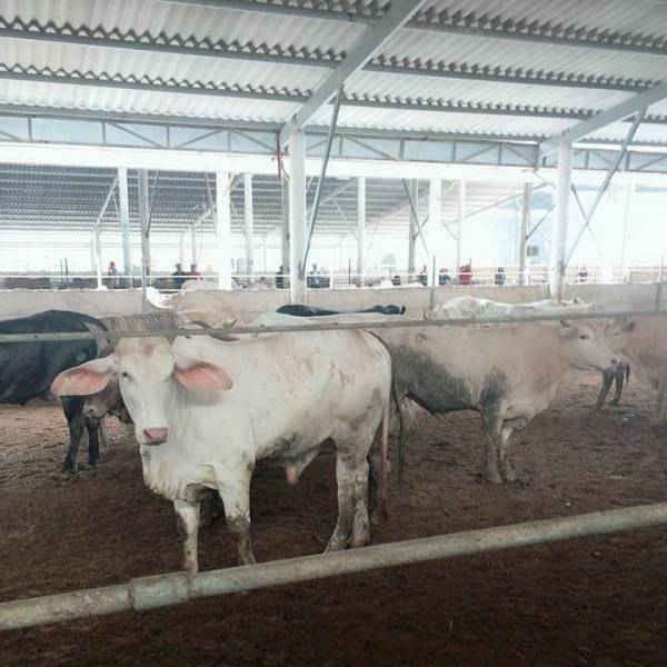 Quảng Bình: Tạm dừng hoạt động trang trại trâu, bò gây ô nhiễm