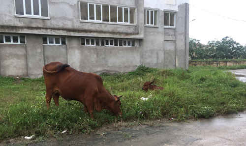 Vĩnh Phúc: Dự án xây công trình giữa thành phố dành cho... bò