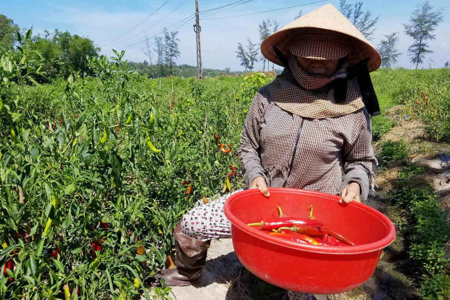 Thừa Thiên Huế: Doanh nghiệp không thu mua ớt như cam kết, dân “khóc ròng”