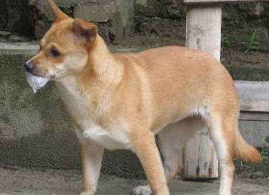 Hai trẻ tử vong 1 tuần: Cảnh báo chó dại cắn trong mùa hè