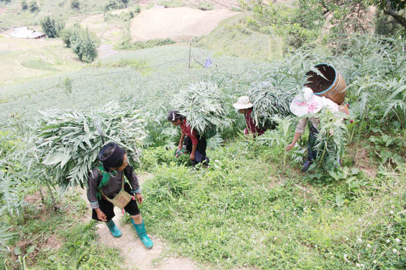 Lào Cai: Atiso giải cứu nông dân