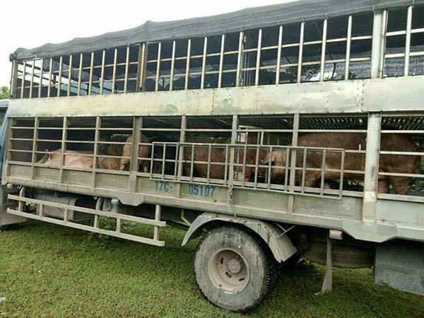 Hãi hùng cung đường nhập lậu thịt lợn 10.000 đồng/kg từ Trung Quốc