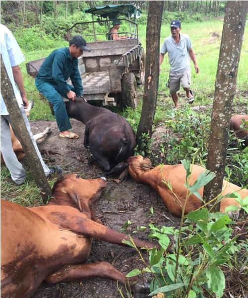 Sét đánh chết 5 con bò trong một gia đình tại Huế