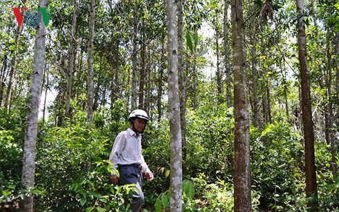 Công nhân lâm trường lấn chiếm đất rừng ở Quảng Trị