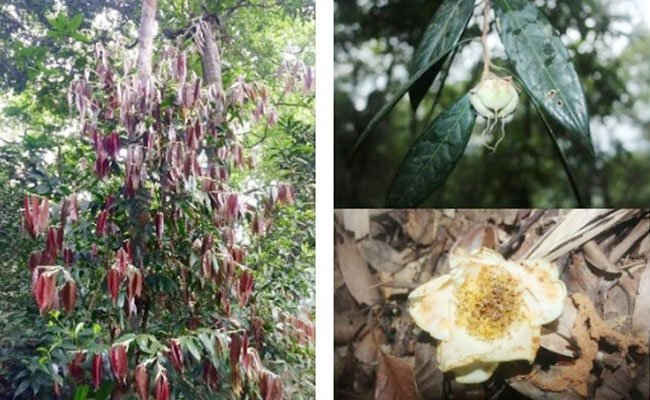 Việt Nam phát hiện hai loài trà mi hoa vàng quý hiếm