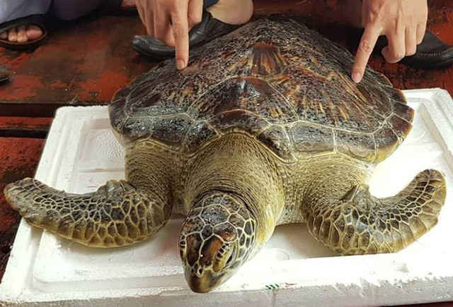 Hà Tĩnh: Thả rùa quý 22kg về biển