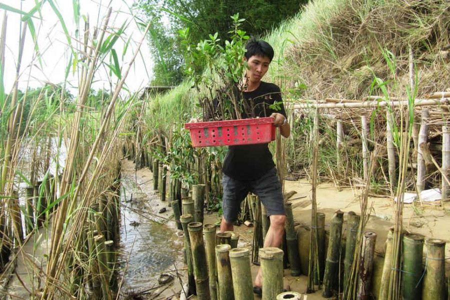 Quảng Nam: Kè sinh thái bảo vệ làng