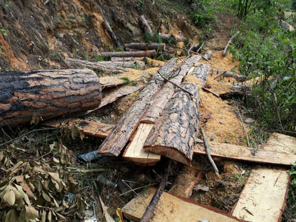 Mất 1.100ha rừng sau khi giao cho các dự án