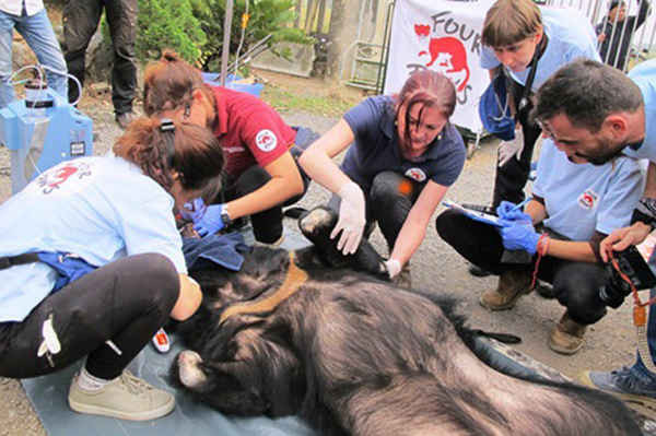 Thái Nguyên: Người dân tự nguyện chuyển giao hai cá thể gấu đến Cơ sở bảo tồn gấu Ninh Bình