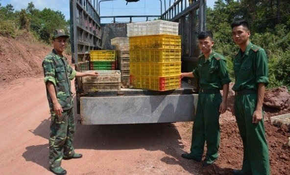 Quảng Ninh: Bắt giữ 20 nghìn con gà giống nhập lậu