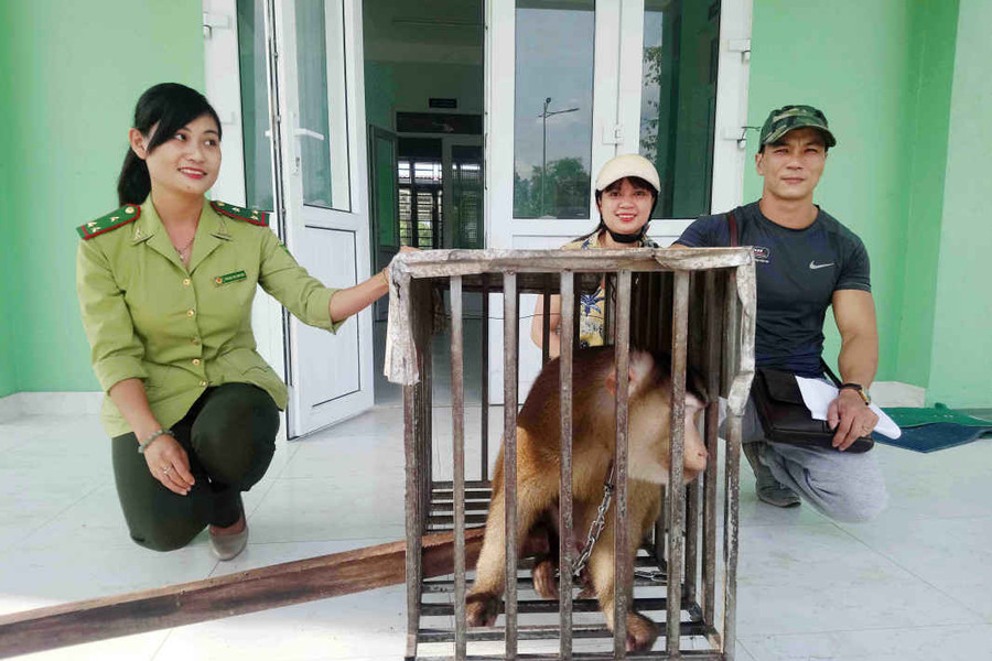 Kịp thời cứu một cá thể khỉ đuôi lợn quý hiếm ở Huế