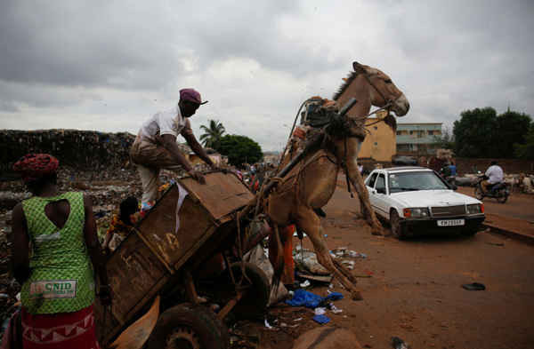 Mali: Những con lừa đang trên chiến tuyến chống lại rác thải tại thủ đô Bamako